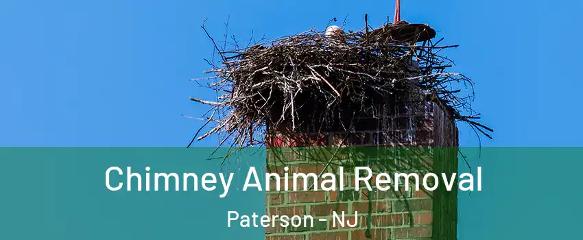 Chimney Animal Removal Paterson - NJ